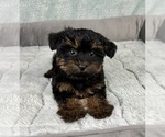 Small #2 YorkiePoo
