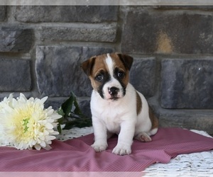 Jack Russell Terrier Puppy for sale in HOLMESVILLE, OH, USA
