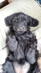 Goldendoodle Puppy for sale in BUFFALO, NY, USA