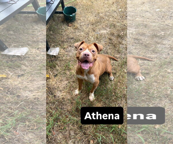 Medium Photo #3 Bulldog-Unknown Mix Puppy For Sale in Jackson, MS, USA