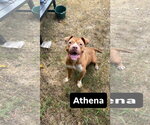 Small #2 Bulldog Mix