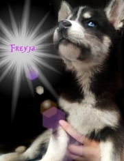 Siberian Husky Puppy for sale in GLEN ROSE, TX, USA