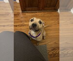 Small Photo #4 Mutt Puppy For Sale in Crete, IL, USA