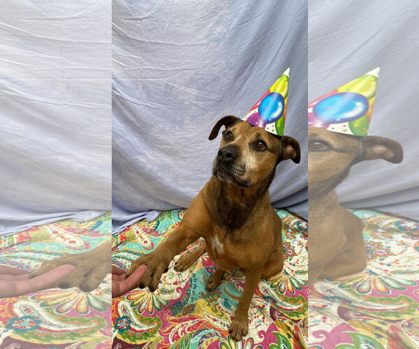 Medium Photo #10 Bullmastiff-German Shepherd Dog Mix Puppy For Sale in Lexington, SC, USA