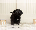 Small Photo #6 YorkiePoo Puppy For Sale in WARSAW, IN, USA
