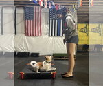 Small #7 Jack Russell Terrier Mix