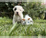 Small #2 Dogo Argentino