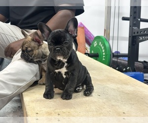 French Bulldog Puppy for Sale in PALO ALTO, California USA