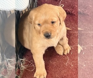 Labrador Retriever Puppy for sale in SCOTTSDALE, AZ, USA