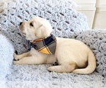 Small Photo #6 Labrador Retriever Puppy For Sale in AURORA, CO, USA