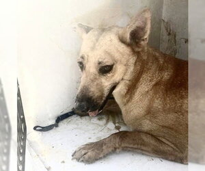 German Shepherd Dog-Unknown Mix Dogs for adoption in Houston, TX, USA