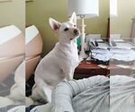 Small #2 Canaan Dog