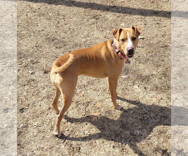 Medium Photo #3 Mutt Puppy For Sale in Brooklyn Center, MN, USA