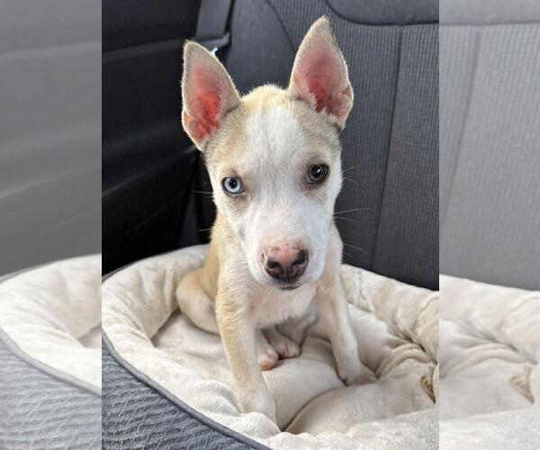 Medium Photo #5 Mutt Puppy For Sale in Spring Lake, NC, USA