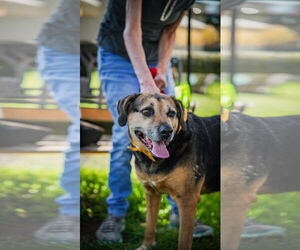 Abby - Awesome Girl! - Female Mutt Dog for Adoption - Photo #3
