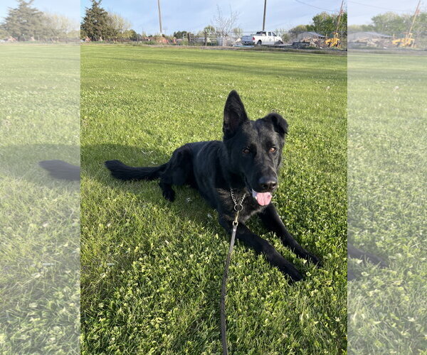 Medium Photo #3 German Shepherd Dog Puppy For Sale in Emmett, ID, USA