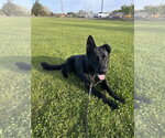 Small #2 German Shepherd Dog