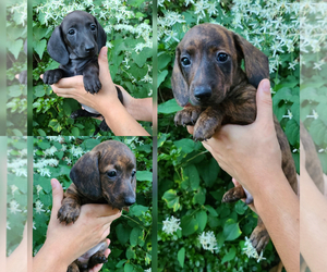 Dachshund Puppy for sale in CHESAPEAKE, VA, USA