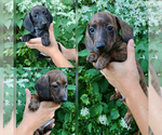 Small Photo #1 Dachshund Puppy For Sale in CHESAPEAKE, VA, USA
