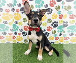 Small #4 American Staffordshire Terrier-Siberian Husky Mix