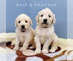 Small Photo #2 English Cream Golden Retriever-Poodle (Standard) Mix Puppy For Sale in CEDAR GAP, MO, USA