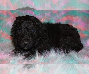 Labradoodle Puppy for sale in LA HABRA, CA, USA