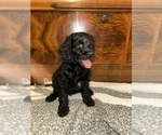Puppy 6 Cock-A-Poo