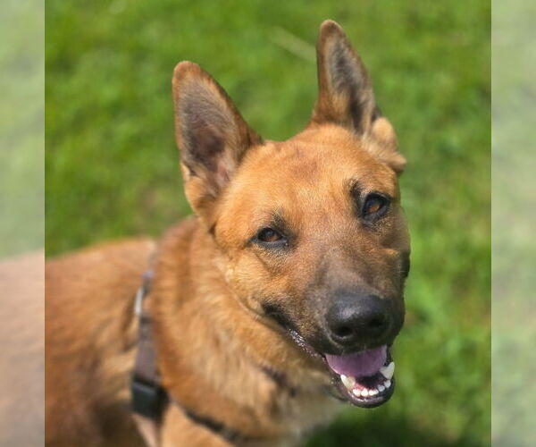 Medium Photo #2 German Shepherd Dog-Unknown Mix Puppy For Sale in Fargo, ND, USA