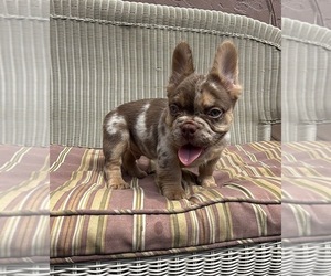 French Bulldog Puppy for sale in SOUTH GATE, CA, USA