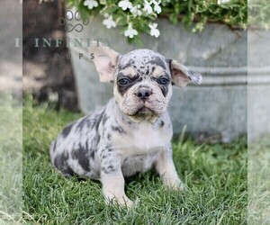 French Bulldog Puppy for sale in RONKS, PA, USA