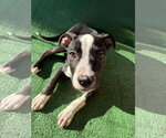 Ellie Joy - Female American Pit Bull Terrier-Unknown Mix Dog for Adoption - Small photo