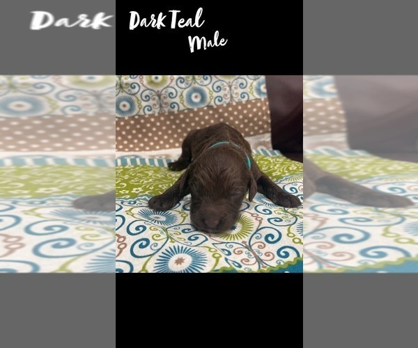 Medium Photo #3 Springerdoodle Puppy For Sale in CLINTON, AR, USA