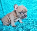 Small #4 French Bulldog