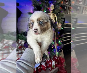 Miniature Australian Shepherd Puppy for Sale in ANAHEIM, California USA