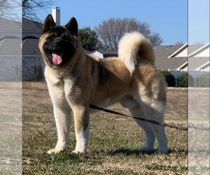 Father of the Akita puppies born on 06/21/2021