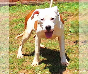 American Pit Bull Terrier-Unknown Mix Dogs for adoption in Wetumpka, AL, USA