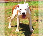 Small American Pit Bull Terrier Mix