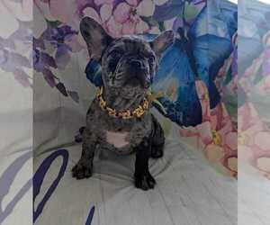 French Bulldog Puppy for sale in FORT LAUDERDALE, FL, USA