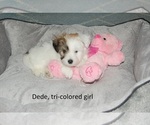 Small Photo #2 Coton de Tulear Puppy For Sale in MESA, AZ, USA