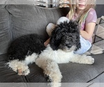Small Photo #14 Saint Berdoodle Puppy For Sale in CONNEAUT, OH, USA