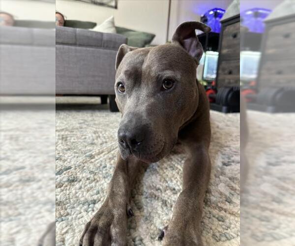 Medium Photo #3 American Pit Bull Terrier Puppy For Sale in Derwood, MD, USA