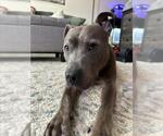 Small #2 American Pit Bull Terrier