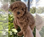 Small Photo #1 Poodle (Toy) Puppy For Sale in LA PUENTE, CA, USA