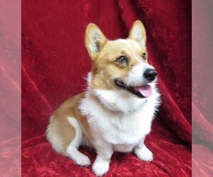 Father of the Pembroke Welsh Corgi puppies born on 02/12/2022
