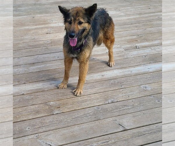 Medium Photo #2 Mutt Puppy For Sale in Columbus, IN, USA