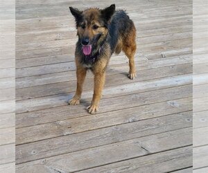 Renn - Female Mutt Dog for Adoption - Photo #2