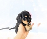 Small #4 Dachshund