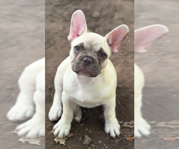 Medium Photo #1 French Bulldog Puppy For Sale in CUSHING, OK, USA