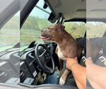 Small #1 Boxer Mix