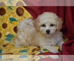 Small #3 Bichpoo